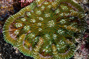 Atlantic mushroom coral growing over a rocky reef substrate at Key Largo © Sergio Llaguno