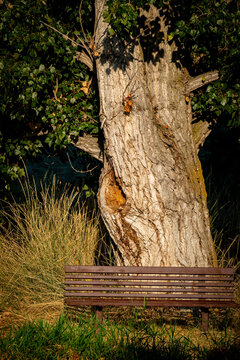 Park bench along a walking path and a large tree