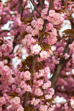 Pink cherry blossoms covering a tree branch during spring with soft bokeh