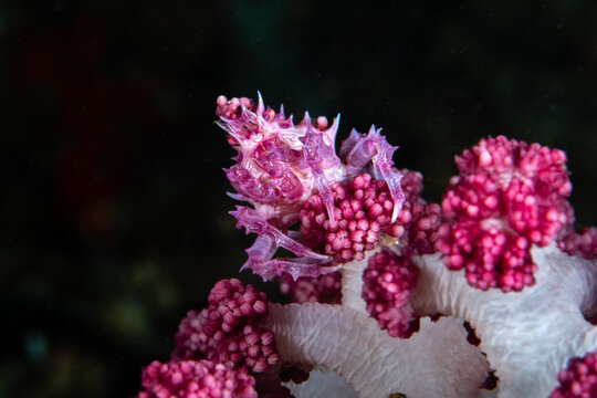 Pink candy crab perching on the upper crown of a host soft coral branch at Lembeh Strait