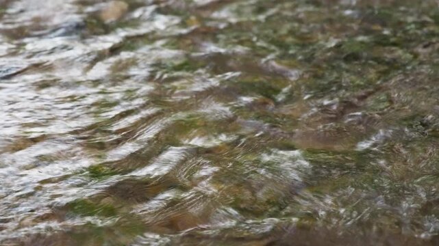 Clear shallow stream water flowing over mossy rocks