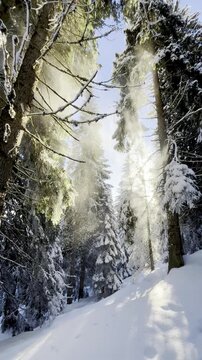 Winter forest landscape in fresh white snow falling in slow motion through sunrays. Snowy winter forest in mountaints close up. Winter hoking, winter vacation holidays concept. 
