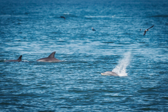 Dolphins and Gulls