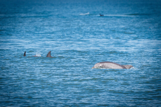 Dolphins off the Coast 2