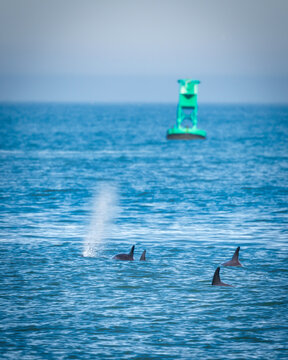 Dolphins off the Coast