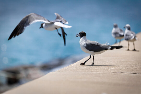 Hampton Laughing Gulls