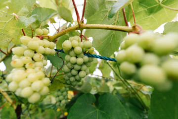 Clusters of fresh ripe green grapes hanging on vine branches with green leaves in vineyard © Viktorija