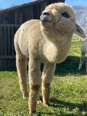 Fototapeta premium ewe and lamb
