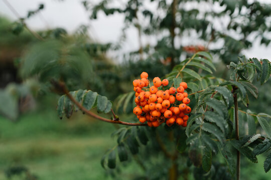 Bright orange rowanberry cluster (Sorbus aucuparia) with green leaves growing on branch outdoors