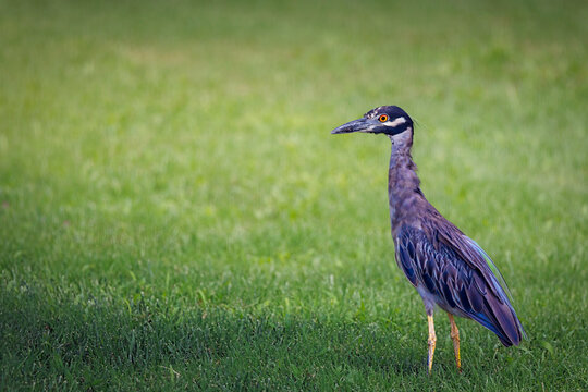 Yellow Crowned Night Heron