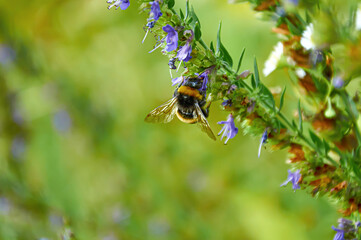 Macro shot of a wild bumblebee collecting nectar from vibrant purple flowers. Natural summer background with green bokeh. Wildlife ecology and natural pollination concept. © Tetiana