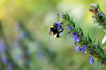 Detailed macro shot of a fuzzy bumblebee pollinating purple blooming flowers against a blurred green nature background. Beautiful wildlife and ecology concept. © Tetiana