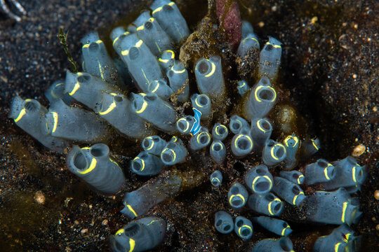 Large cluster of robust social tunicates growing on a dark reef at Lembeh Strait