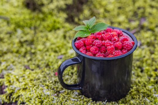 Wilde Himbeeren in einem Becher