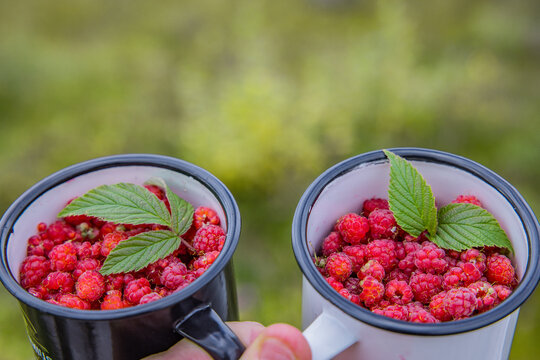 Wilde Himbeeren in einem Becher