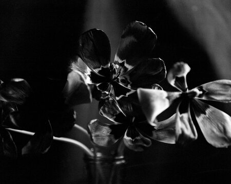 Dramatic Black and White Close Up of Pansy Flowers