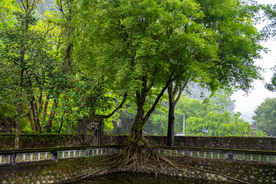 Large tree with exposed roots in Hoa Lu
