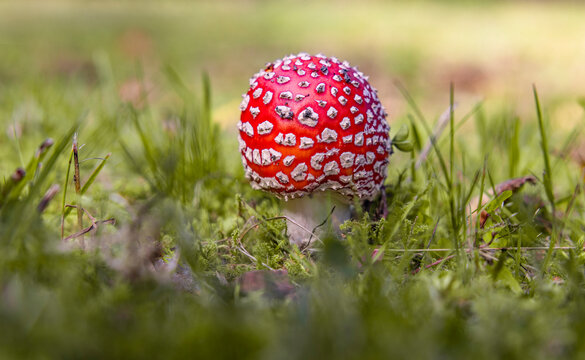 Roter Fliegenpilz in einer Wiese