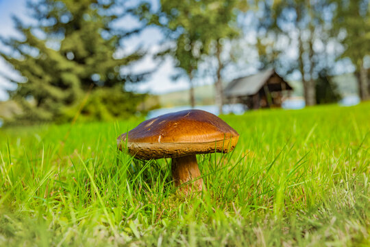 Steinpilz in einer Wiese