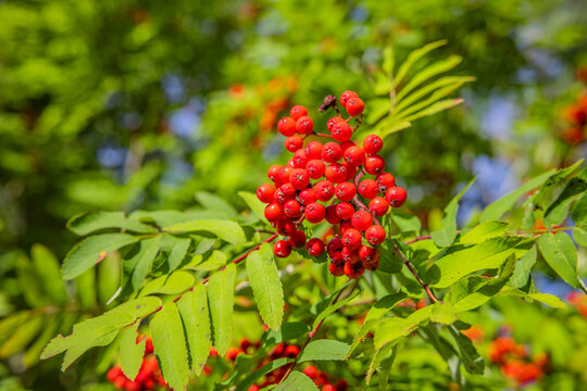 Rote Vogelbeeren an einem Eschenbaum