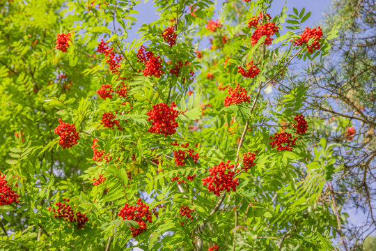 Rote Vogelbeeren an einem Eschenbaum