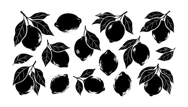 Black and white ink illustration of citrus lemons featuring detailed leaves for organic decorative projects