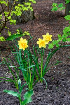 Yellow Double Daffodil Blooming in Dark Garden Soil