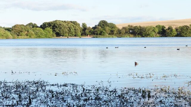 Peaceful rural landscape with birds swimming on a beautiful lake