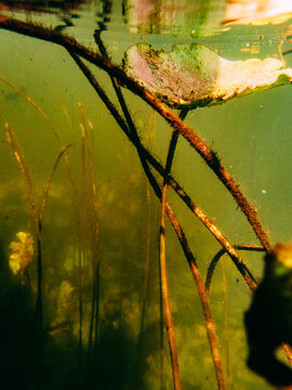 Underwater view of aquatic plants in a pond