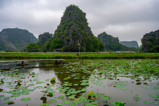 Lotus lake with limestone karsts in Hoa Lu Ward