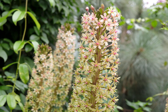 Cream and pink Eucomis comosa, pineapple lily &lsquo;Sparkling Burgundy&rsquo; in flower.