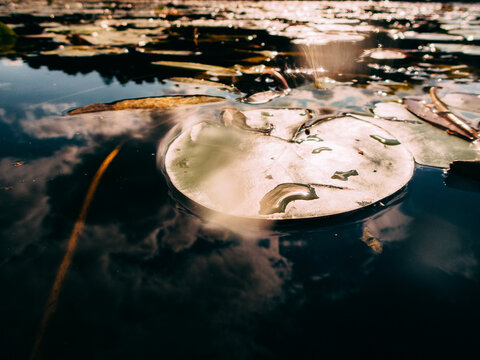 Water lily floating on calm water during daytime