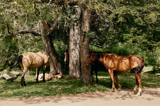 Horses Resting in a Forest in Patagonia, Argentina