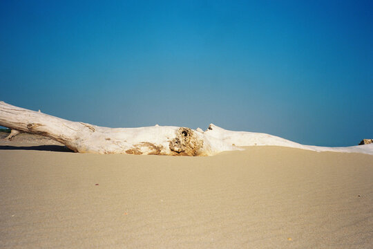 Driftwood on Sandy Beach