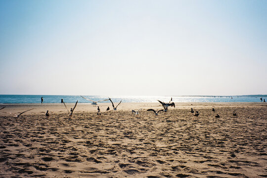 Seagulls on Sandy Beach