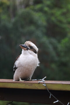 Kookaburra looking up sits on a timber balcony ledge in Australia