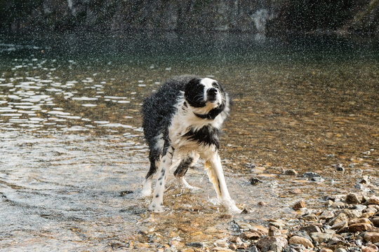 Border Collie Shaking Off Water