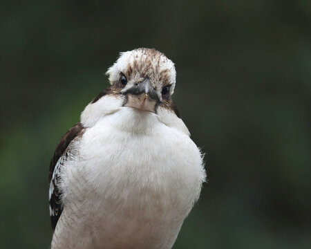 Funny kookaburra looks seriously at camera resembling an angry bird