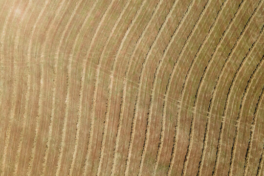 Curved Harvest Rows From Above