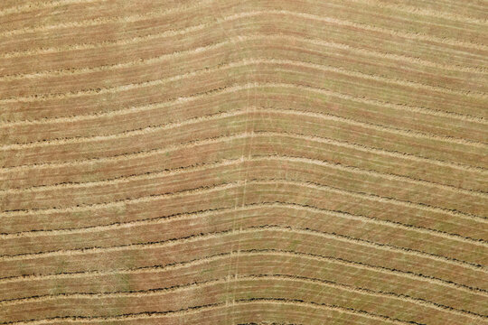 Harvested Field Rows From Above