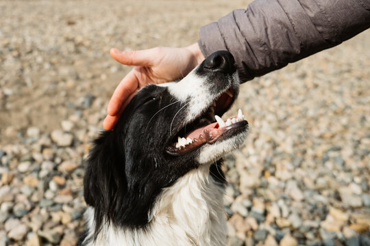 Petting a Happy Dog Outdoors