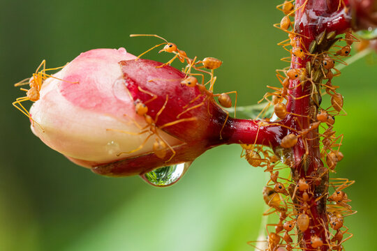Close up the power of stronger red ants action building branch trees home.Wildlife animal in the nature at outdoor park.Unity and team work together concept.