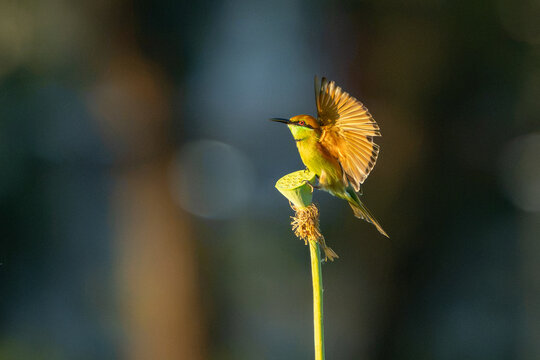 Green bee eater flying on nature with space blur background for text.Little bird flying and lotus on green background.Animals nature wildlife image on the outdoor park.