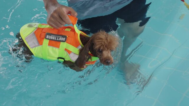 Professional trainer assisting a cute small poodle dog wearing safety life jacket during a healthy swimming lesson in a swimming pool. aquatic exercise, and pet rehabilitation wellness care concept.