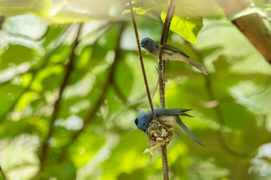 Black-naped Monarch (Hypothymis azurea) flycatcher parents bird is building a nest on green leaves background.Close up of beautiful blue bird in real nature in Thailand.
