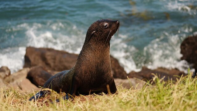 Fur Seal resting on coast In New Zealand