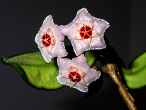 Extreme Macro Shot of Pink Hoya Carnosa Wax Plant Flowers