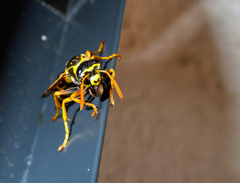 Extreme macro close-up of a European paper wasp (Polistes dominula) or yellowjacket perched on a dark edge, holding a clear water droplet or nectar bubble in its mandibles. Detailed view of the insect