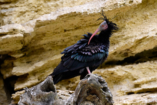 Waldrapp bei der Gefiederpflege // Northern bald ibis (Geronticus eremita) - Vejer de la Frontera, Andalusien, Spanien