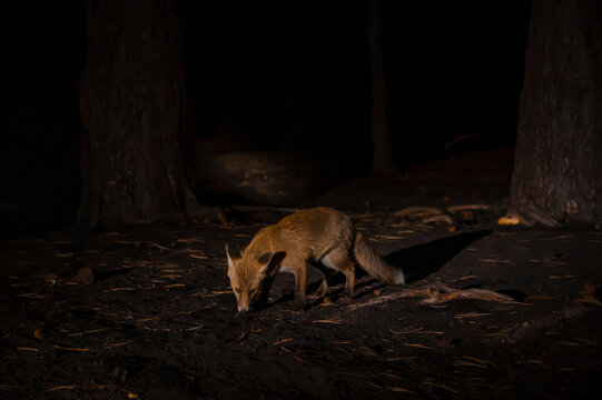 Red fox walking through darkness at night in natural habitat
